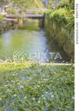 Ume花藻類的清醒很好 Ume花藻類的清醒很好 98647538