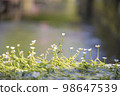 Ume flower algae of Awake well 98647539