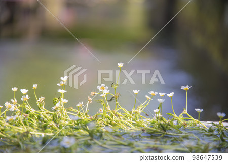 Ume花藻類的清醒很好 98647539