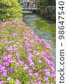 Ume flower algae of Awake well 98647540