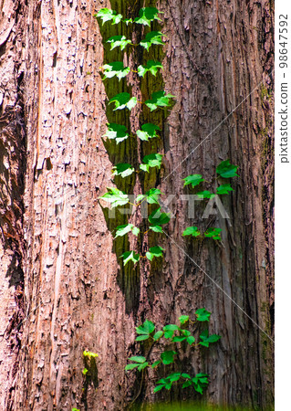 Metasequoia trunk and ivy fresh green 98647592