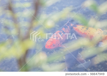 鯉魚 鯉魚 98647949
