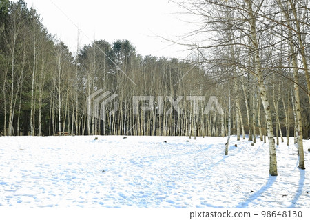 Winter trip, Nami Island 98648130