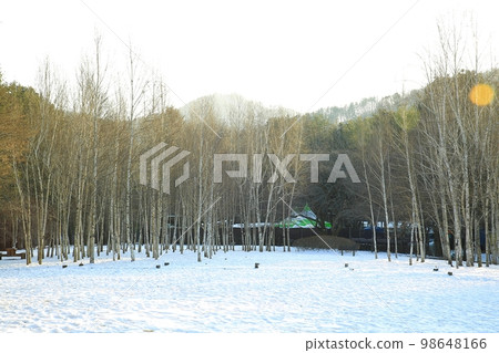 Winter trip, Nami Island Winter trip, Nami Island 98648166