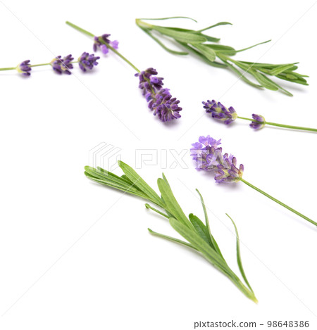Lavender sprig flowering isolated on white background. Aromatic evergreen shrub.selective focus 98648386