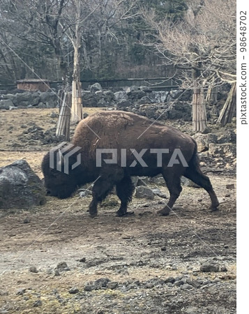 Buffalo Buffalo 98648702