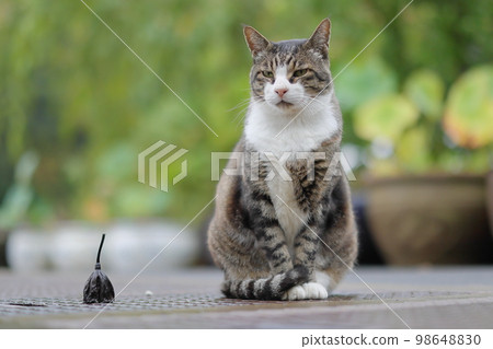 五穀淨寺貓 五穀淨寺貓 98648830