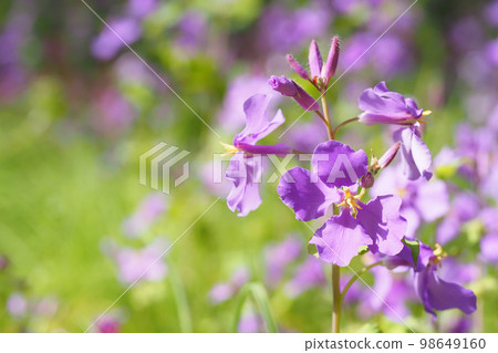 Flowers of Murasakihanana Flowers of Murasakihanana 98649160