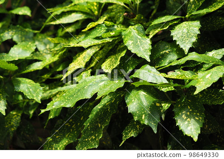 Aoki (Aucuba japonica) 98649330