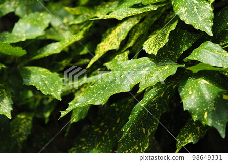 Aoki (Aucuba japonica) 98649331