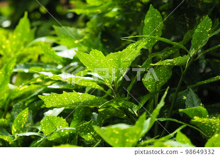 Aoki (Aucuba japonica) 98649332