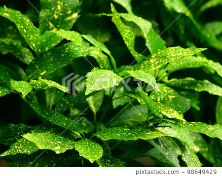 Huiriaoki (variegated Aoki: Aucuba japonica: with water droplets) Huiriaoki (variegated Aoki: Aucuba japonica: with water droplets) 98649429