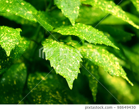 Huiriaoki (variegated Aoki: Aucuba japonica: with water droplets) 98649430
