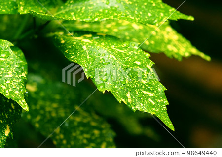 Huiriaoki（雜色青木：Aucuba japonica：有水滴） 98649440