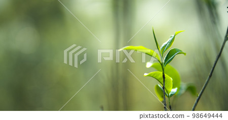 fresh green tea leaves in nature 98649444
