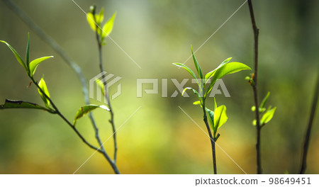 fresh green tea leaves in nature 98649451