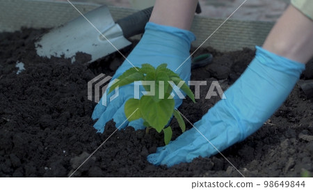 Female hands in protective gloves plant a vegetable seedlings in the soil. 98649844
