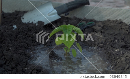 Female hands in protective gloves plant a vegetable seedlings in the soil. Female hands in protective gloves plant a vegetable seedlings in the soil. 98649845