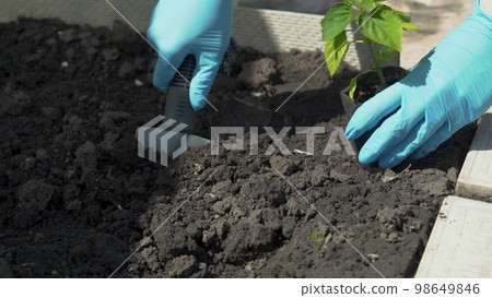 Women's hands in protective gloves are prepares the ground for planting. Women's hands in protective gloves are prepares the ground for planting. 98649846