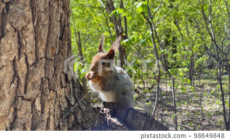 Fluffy red squirrel eating a nut close-up. 98649848