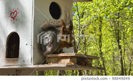Fluffy red squirrel eating a nut close-up. Fluffy red squirrel eating a nut close-up. 98649849