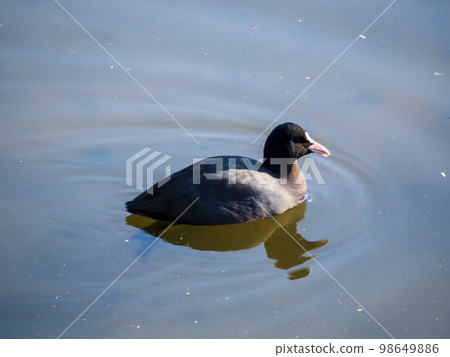 水鳥在晨光中游泳 水鳥在晨光中游泳 98649886