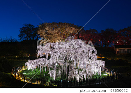 Fukushima Prefecture / Miharu Takizakura Natural Monument 100th Anniversary Memorial Illumination 98650022