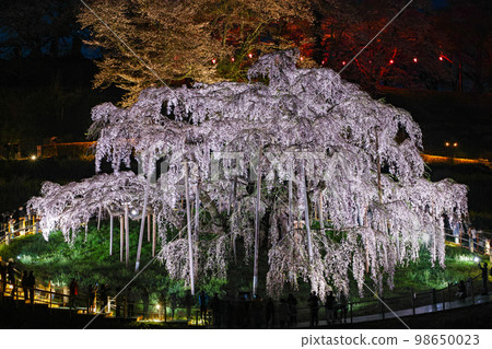 Fukushima Prefecture / Miharu Takizakura Natural Monument 100th Anniversary Memorial Illumination 98650023