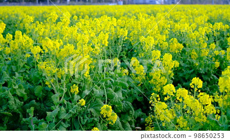 福岡系島市福福之鄉菜花 98650253