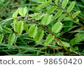 A burnet that emits water droplets from the pointed tip of a leaf 98650420