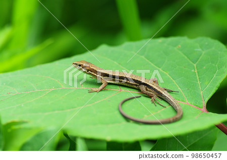 Japanese lizard on a leaf 98650457