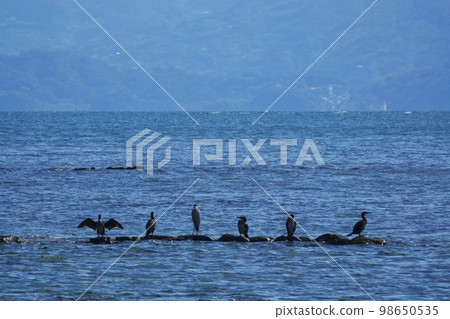 水鳥棲息在大海和礁石上，映照著湛藍的天空・初春・220212pm 98650535