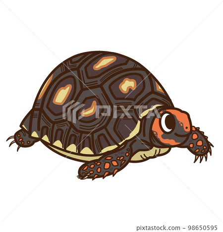 紅烏龜 98650595