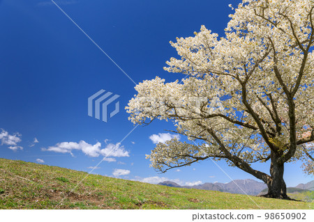 Cherry blossoms in full bloom Cherry blossoms in full bloom 98650902