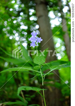 flowers blooming quietly 98650907