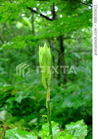 淺綠色花(烏巴百合花蕾) 淺綠色花(烏巴百合花蕾) 98650911