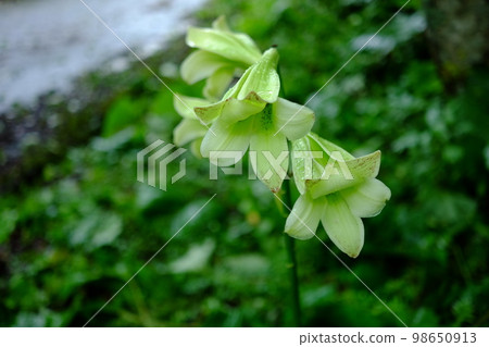 淺綠色花(烏巴百合) 淺綠色花(烏巴百合) 98650913