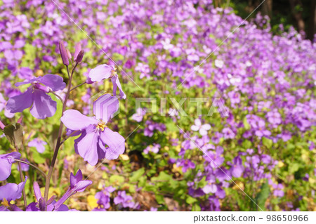 Murasakihanana的花朵 Murasakihanana的花朵 98650966