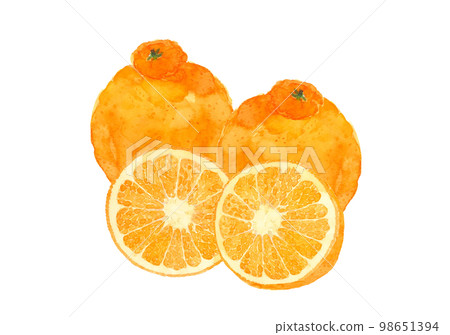 Dekopon (Shiranui) 2 pieces and cross-section illustration [hand-painted watercolor painting] white back transparent background copy space 98651394