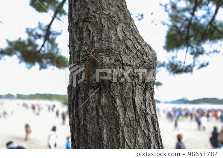 冬天松樹和人行道 98651782