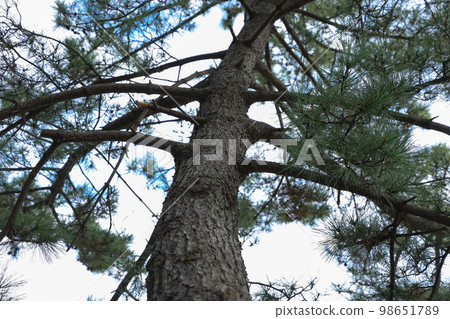 Winter pine trees and sidewalk Winter pine trees and sidewalk 98651789