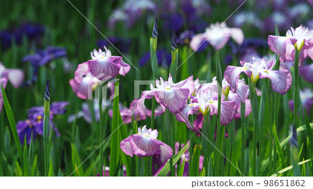 日本鳶尾 98651862