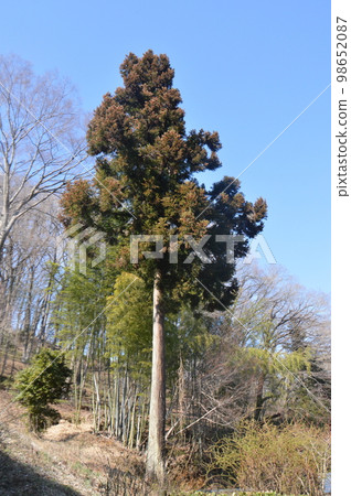 1棵杉樹（八王子城跡/東京都八王子市元八王子町） 98652087