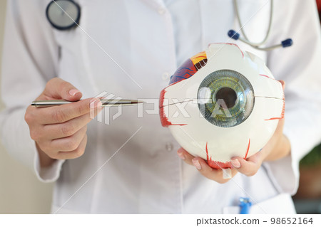 Ophthalmologist holds anatomical model of human eye and pen in her hands. Ophthalmologist holds anatomical model of human eye and pen in her hands. 98652164