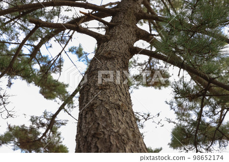 冬天松樹和人行道 98652174