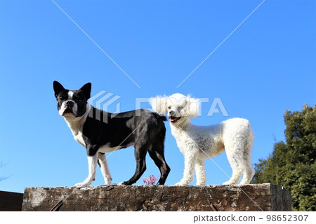 Mighty, a Boston terrier, and Bailey, a white toy poodle, staring at each other on a sleeper platform on a blue sky dock run. 98652307