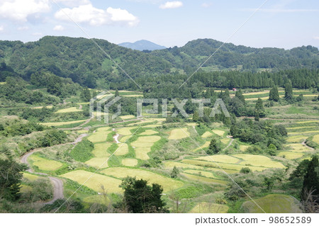 Rice paddy of Star Pass 98652589