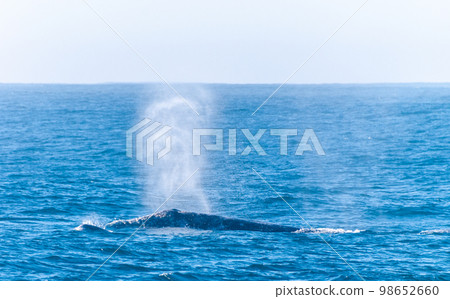 Surfacing grey whale Surfacing grey whale 98652660