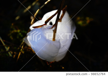 東京高尾山盛開的冰花 98652764