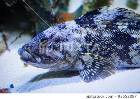 Greenling(高級食用魚) Greenling(高級食用魚) 98652887